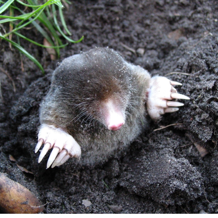 Mole Day 2023